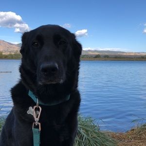 Meet your Posher, Babailey